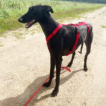 Galgo Conquito, 07/2020, ca. 71 cm, 18182 Mönchhagen