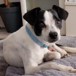 Bodeguero Chihuahua Mischling Don Simon, 07/2021, 30 cm, 50825 Köln