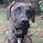 Bardino Drago, 02/2022, Endgrösse ca. 60 cm, 24629 Kisdorf