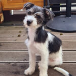 Malteser Parson Russel Mischling Eva, 05/2022, Endgrösse ca. 40 cm, 61350 Bad Homburg