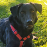 Labrador Mischling Finny, 10/2021, ca. 45 cm, 18198 Kritzmow