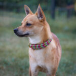 Chihuahua Shiba Inu Mischling Fox, ca. 04/2020, ca. 35 cm, 22927 Großhansdorf