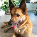 Schäferhund Mischling Freya, ca. 09/2018, 55 cm, 71726 Benningen