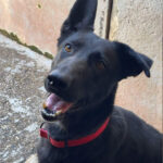 Malinois Mischling Frida, 02/2019, 60 cm