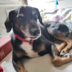 Mischling Grass, 08/2017, 45 cm, 21244 Buchholz