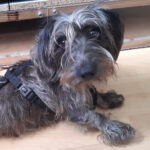 Dackel Yorkshire Mischling Gunnar, 03/2021, ca. 30 cm, 86159 Augsburg