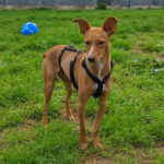 Podenco Mischling Hope, ca. 07/2021, ca. 35 cm, 34281 Gudensberg