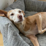 Podenco India, ca. 06/2012, ca. 43 cm, 55129 Mainz