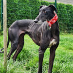 Galgo Isis, 02/2021, ca. 60 cm, 26629 Grossefehn