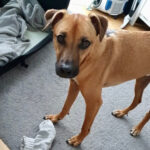 Boxer Mischling Jari, 11/2018, ca. 60 cm, 22335 Hamburg