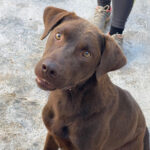 Labrador Mischling Kasper, 12/2019, ca. 50 cm