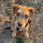 Mischling Latte, 05/2022, Endgrösse ca. 45-55 cm, 31228 Peine