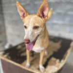 Podenco Lore, ca. 10/2017, ca. 40 cm