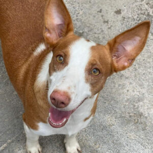 Podenco Luna, 07/2018, ca. 40 cm