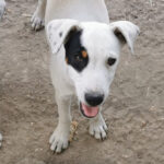 Bodeguero Mateo, ca. 05/2022, ca. 35-40 cm