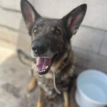 Schäferhund Misha, 01/2017, 60 cm