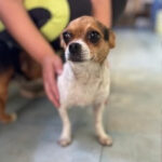 Chihuahua Mischling Natalia, 09/2019, 25 cm