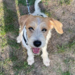 Griffon Fauve de Bretagne Nathan, 02/2022, ca. 50 cm, 01612 Meerschwitz