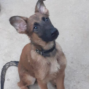 Malinois Mischling Paula, 05/2022, 55cm