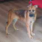 Mischling Pudding, 02/2022, Endgröße ca. 50-60 cm, 51429 Bergisch Gladbach Bensberg