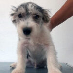 Malteser Biewer Mischling Alfredo, 05/2022, Endgröße ca. 30 cm, 61381 Friedrichsdorf