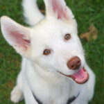 Husky Mischling Rio, 04/2022, ca. 60 cm, 04509 Krostitz