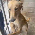 Podenco Roo, ca. 11/2021, ca. 45 cm