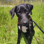 Mischling Rosita, ca. 02/2022, Endgröße ca. 43 cm, 91560 Heilsbronn