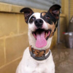 Bodeguero Santos, 10/2016, 45 cm, 01723 Wilsdruff