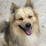 Spitz Mischling Sol, 07/2018, ca. 55 cm