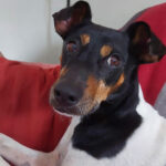 Bodeguero Sparrow, 08/2018, ca. 45 cm, 21502 Geesthacht