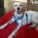 Setter Spaniel Mischling Spike, 03/2018, ca. 53 cm, 12526 Berlin