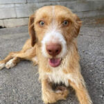 Podenco Mischling Toby, ca. 01/2020, ca. 55 cm