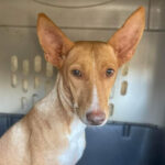 Podenco Tulip, ca. 07/2020, ca. 45 cm