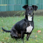 Mischling Yani, 07/2020, ca. 30 cm, 21258 Heidenau