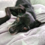 Mischling Mimo, 11/2017, ca. 36 cm, 44575 Castrop-Rauxel