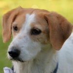 Mischling Zaza, 12/2018, ca. 50 cm, 21266 Jesteburg