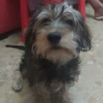 Dackel Mischling Friedrich, 03/2022, ca. 30 cm