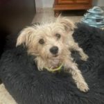 Yorkshireterrier Mischling Peggy, 09/2017, 30 cm