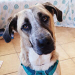 Mastin Elsa, ca. 11/2019, ca. 65 cm, 86947 Weil