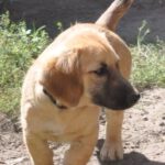 Mischling Bonia, 04/2022, 40 cm