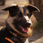 Schäferhund Mischling Rocio, 04/2021, 60cm, 42719 Solingen