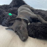 Mischling Rishi, 04/2022, ca. 50 cm