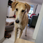 Galgo Curtis, 01/2017, ca. 70 cm, 59229 Ahlen