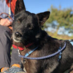 Mischling Jonny, 03/2019, ca. 50 cm, 24306 Plön