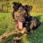 Mischling Bernard, 08/2020, 50 cm, 77704 Oberkirch