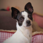 Mischling Domingo, 07/2021, 30 cm, 47807 Krefeld