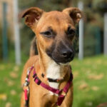 Mischling Uma, 04/2022, Endgröße ca. 40 cm, 01587 Riesa