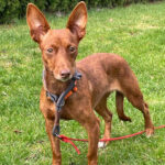 Podenco Maneto Negri, 07/2021, 25 cm, 33175 Bad Lippspring