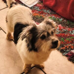 Mischling Rathu, 05/2014, ca. 30 cm, 76448 Durmesheim